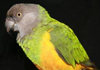 african parrot species for sale, exotic birds for sale in india