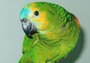 exotic amazon for sale