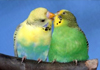 australian parakeets for sale
