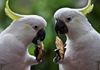 cockatoos