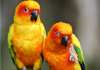 conures, exotic birds for sale 