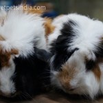 Imported Abyssinian Guinea Pigs