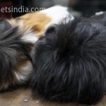 Imported Abyssinian Guinea Pigs