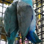 Pacific Parrotlets Blue