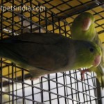 Pacific Parrotlets Green