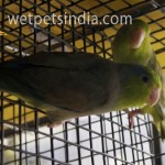 Pacific Parrotlets Green