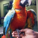 Harlequin Macaw