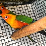 Janday Conures