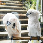 Moluccan & Sulphur Crested Cockatoo