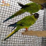 Nanday Conures