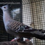 Crested Dove