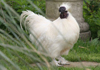 fancy poultry for sale
