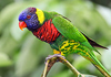 lorikeets, exotic birds India