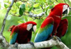 macaws, exotic birds for sale in india