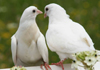 Exotic Pigeons for Sale