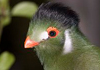 softbills, exotic birds India